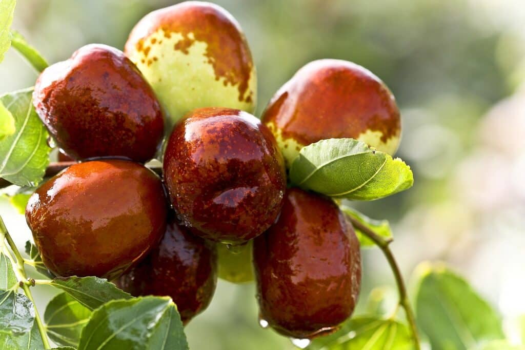red dates, food, green date-931587.jpg