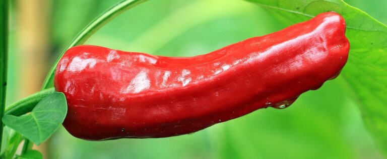 Recette des piments farcis