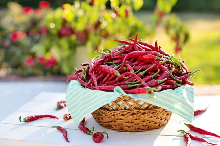 Le piment, cette épice si populaire !